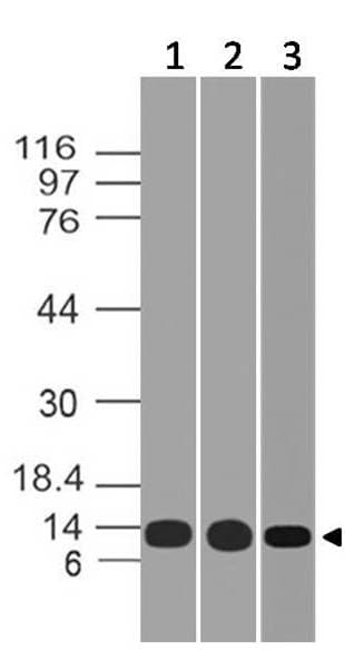CYCS / Cytochrome c Antibody