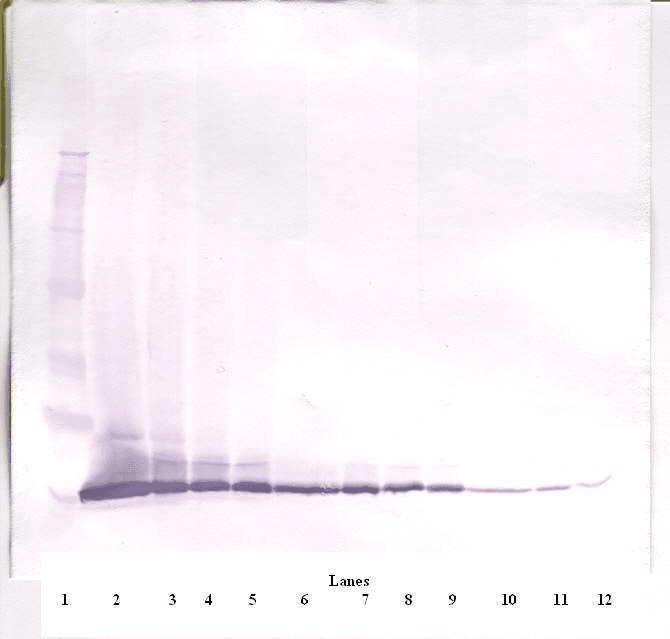 CCL11 / Eotaxin Antibody