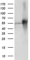 SH2D2A Antibody (clone OTI6G1)