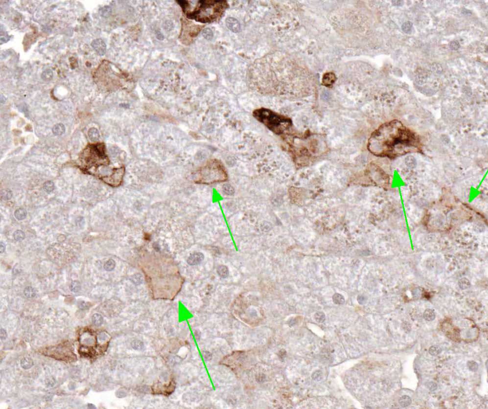 Monoclonal Mouse anti-Mouse TNFSF11 / RANKL / TRANCE Antibody (clone 12A668, aa1-317, IHC, WB)