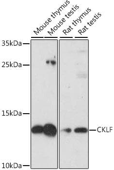 CKLF Antibody