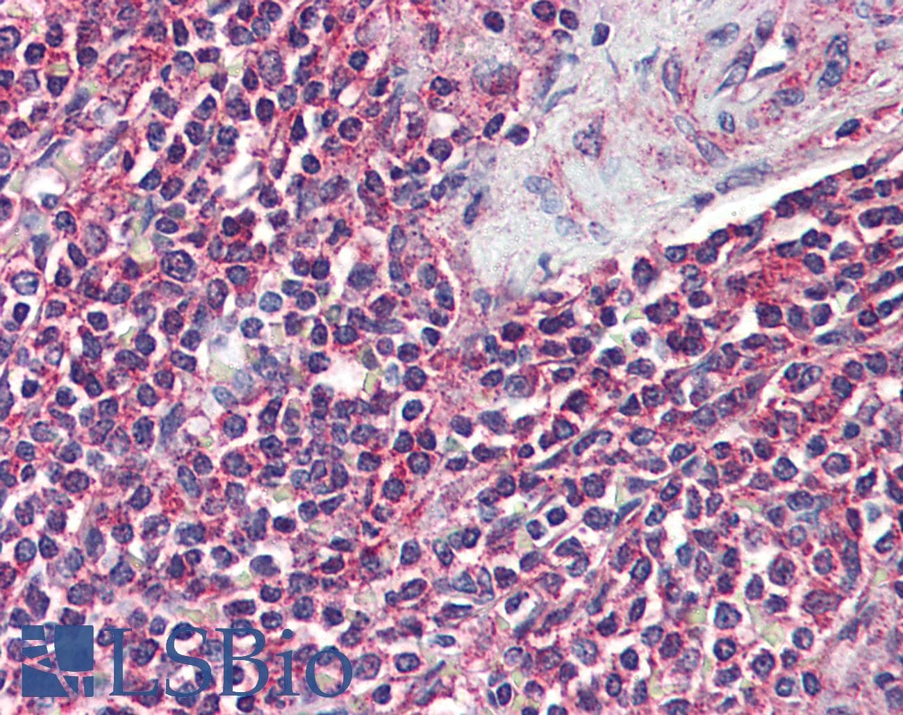 IHC-plus™ FFAR2 / GPR43 Antibody (Internal)