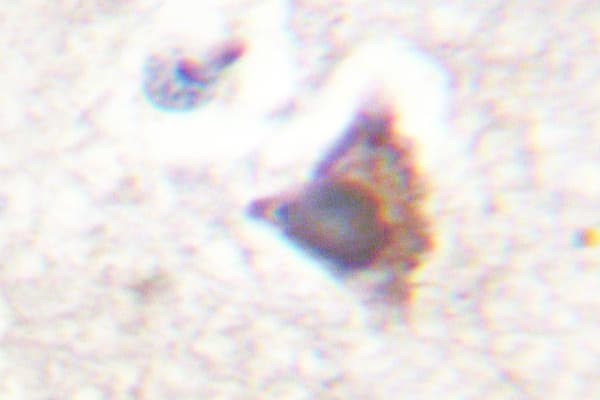 Polyclonal Rabbit anti-Human C/EBP Epsilon / CEBPE Antibody (Lys70, IHC, IF, WB)
