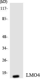 LMO4 Antibody (aa89-138)
