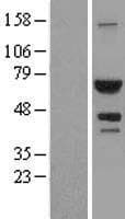 AICAR / ATIC Protein (Over-Expression Lysate Myc-DDK (Flag))