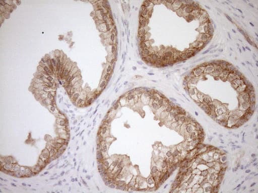 EPLIN Antibody (aa1-275, clone OTI1B4)