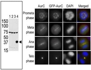 IHC-plus™ AURKC / Aurora C Antibody (aa1-30)