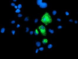 CPA1 / Carboxypeptidase A Antibody (clone OTI4C3)