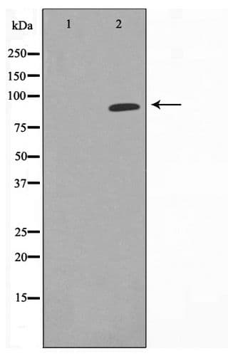 Polyclonal Rabbit anti-Human HSP90AA1 / Hsp90 Alpha A1 Antibody (IHC, IF, WB)