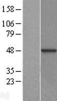 DNAJB12 Protein (Over-Expression Lysate Myc-DDK (Flag))