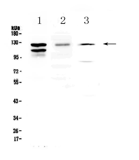 Polyclonal Rabbit anti-Mouse CD144 / CDH5 / VE Cadherin Antibody (IHC, WB)