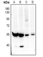 SLC30A9 / ZNT9 Antibody