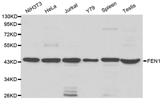 FEN1 Antibody