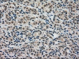 LDHA / LDH1 Antibody (clone OTI2C11)