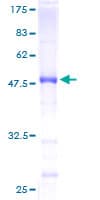 Human RAB35 Protein (Recombinant GST)