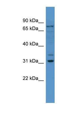 FBXO34 Antibody (aa71-120)