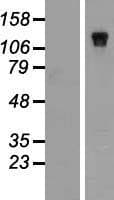 NBR1 Protein (Over-Expression Lysate Myc-DDK (Flag))