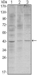 WIF1 Antibody (clone 1G5)