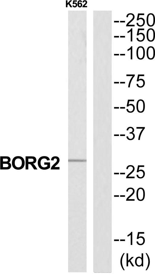 CDC42EP3 Antibody
