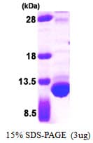 E. coli TXN / Thioredoxin / TRX Protein (Recombinant His)