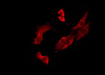 Polyclonal Rabbit anti-Human OR10J3 Antibody (IF, WB)