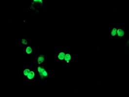TLE1 / TLE 1 Antibody (aa180-460, clone OTI2D8)