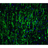 IHC-plus™ MSI2 Antibody