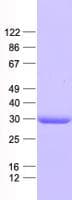 Human VGLL1 Protein (Recombinant His, N-Terminal)