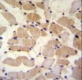 SUSD5 Antibody (aa593-621)