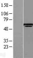 LTV1 Protein (Over-Expression Lysate Myc-DDK (Flag))