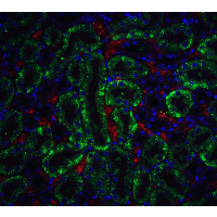 DFFB Antibody
