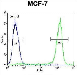 ZNF829 Antibody (aa127-155)