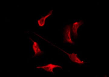 OR10H4 Antibody