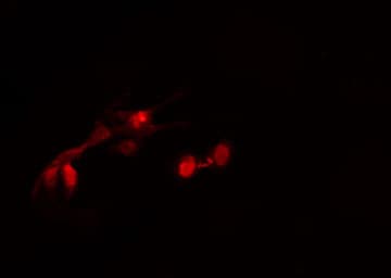 HDAC2 Antibody (phospho-Ser394)