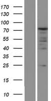PABPC1 / PABP1 Protein (Over-Expression Lysate Myc-DDK (Flag))