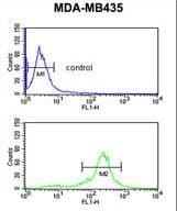 C19orf26 Antibody (aa423-450)