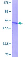 Human ASB7 Protein (Recombinant GST)