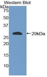 ICAM2 / CD102 Antibody (aa27-248)