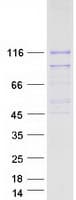 Human SIK2 / SNF1LK2 Protein (Recombinant Myc-DDK (Flag))