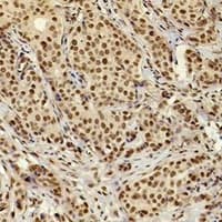 XRCC4 Antibody