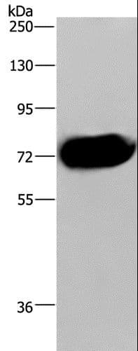 APC6 / CDC16 Antibody
