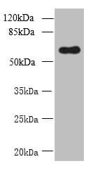 GDPD2 / GDE3 Antibody