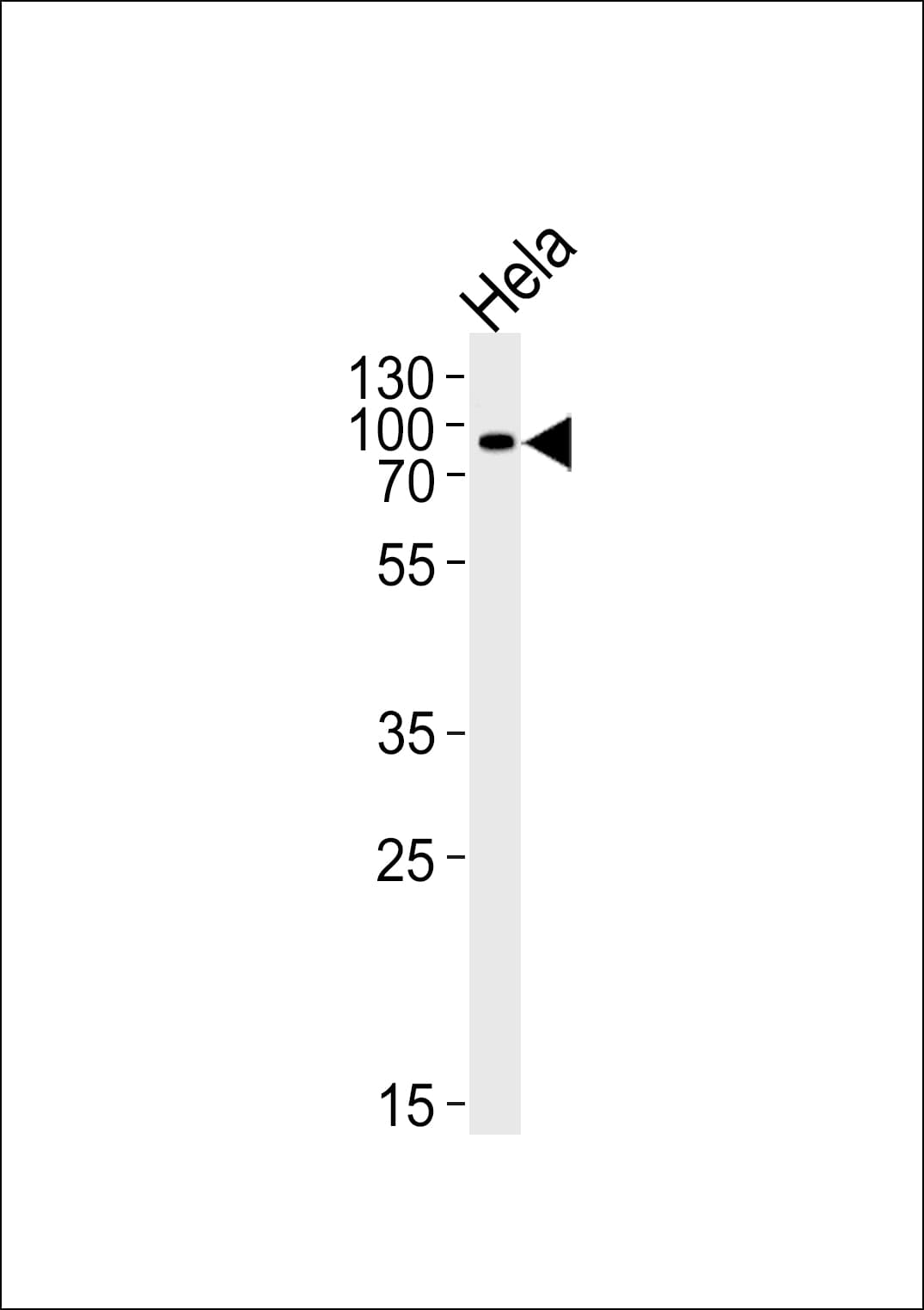 Polyclonal Rabbit anti-Human POGK Antibody (aa254-283, WB)