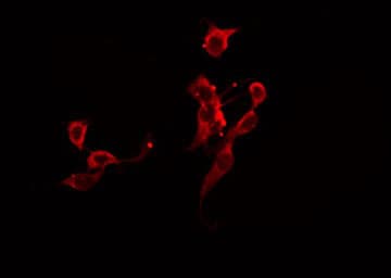 GPC5 / Glypican 5 Antibody