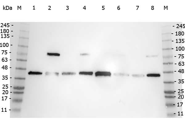 POLB / DNA Polymerase Beta Antibody (C-Terminus)
