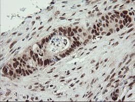 NUMB Antibody (clone OTI4F3, Carrier-free)
