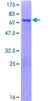 Human GFOD1 Protein (Recombinant GST)
