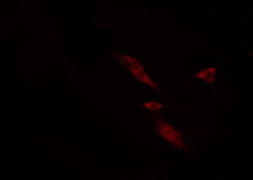 COX6C Antibody