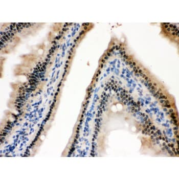 HINT / HINT1 Antibody (aa59-92)
