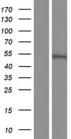 KIAA1045 Protein (Over-Expression Lysate Myc-DDK (Flag))